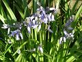 2013-0507-1025_Bluebells_18.9C